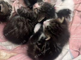 3 kittens left!!