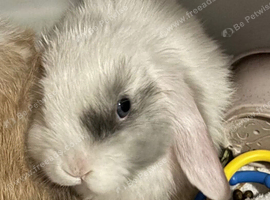 Mini lop boy