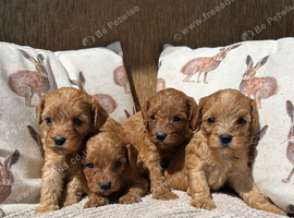 Beautiful F1 Cavapoo Puppies