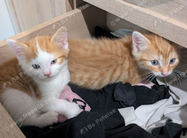Maine coon mix