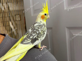 Hand Tame Female cockatiel