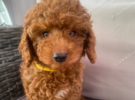 Cavapoo male puppies ready for new homes