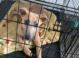 Bull whippet