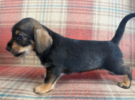 Ready to go Schnoxie pups ,