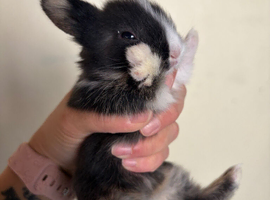 Dutch X Lionhead
