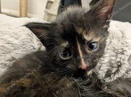 Kittens available from 25/09