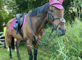 16hh thoroughbred for sale