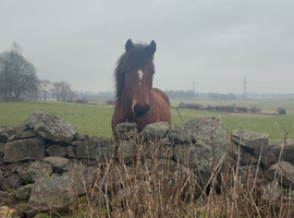 3 year old pony mare