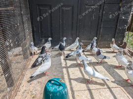 Pigeon for sale