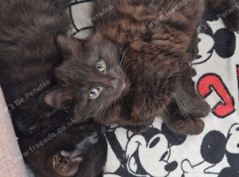 Kittens for rehoming