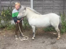 Shetland gelding