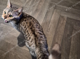 Silver bengal for sale