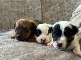 Beautiful Jack Russell puppies