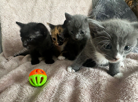 4 stunning kittens