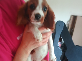 King Charles Spaniels. Very rare markings!!!.