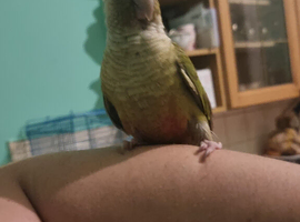Pair of conures for sale