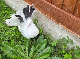 2x Indian fantail hen