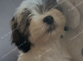 teddy