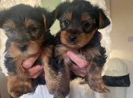 Yorkshire terrier puppies