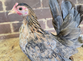 Serama Pullets POL