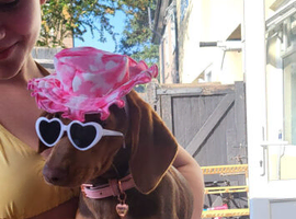 chocolate and caramel dachshund