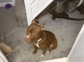 Staffy X