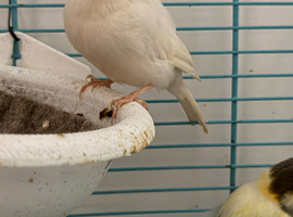 Hen canary