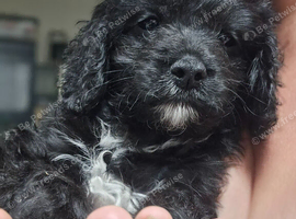 Cavapoo puppies f1 tiny miniature full dna clear