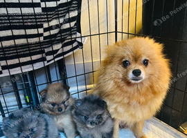 Tiny Pomeranian puppies