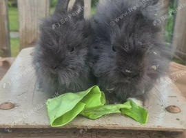 Lionheads