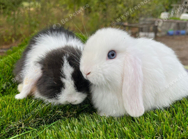 Mini lop pure bred