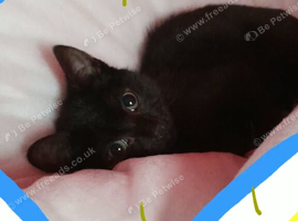 Kitten