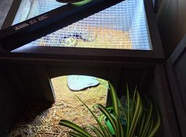 Tortoise and enclosure