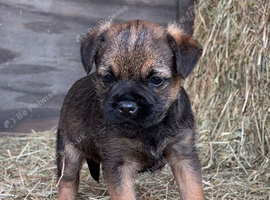 KC reg border terrier pup