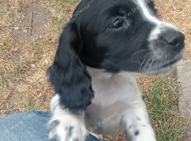 Working cocker pups