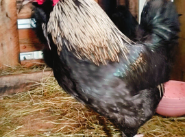 Bantam cross Silky
