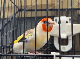 Beautiful white top Siberian goldfinch