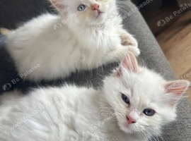 5 ragdoll girls