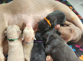 Fluffy Pink frenchie pups