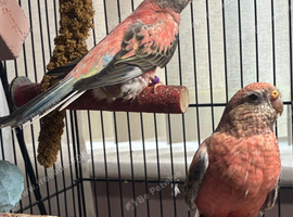 Two mixed Bourkes Parrots with cage