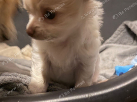 Gorgeous long haired chihuahua pups