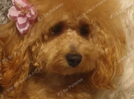 Poochon