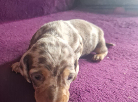 Pure miniature Dachshunds