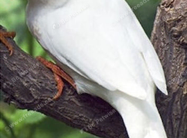 WANTED  White Zebra Finch