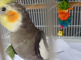 Looking for cock cockatiel