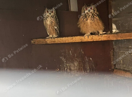 Pair bengals for sale