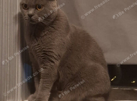 Female British shorthair