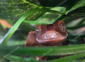 2 baby crested geckos ready for new