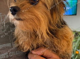 Chorkie boy pup