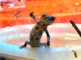 Chinese fire belly newts EFTs